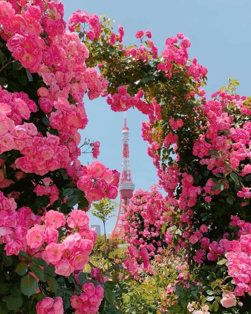 Shiba Park is a prime place to view Tokyo Tower. In May, when the roses in the p...
