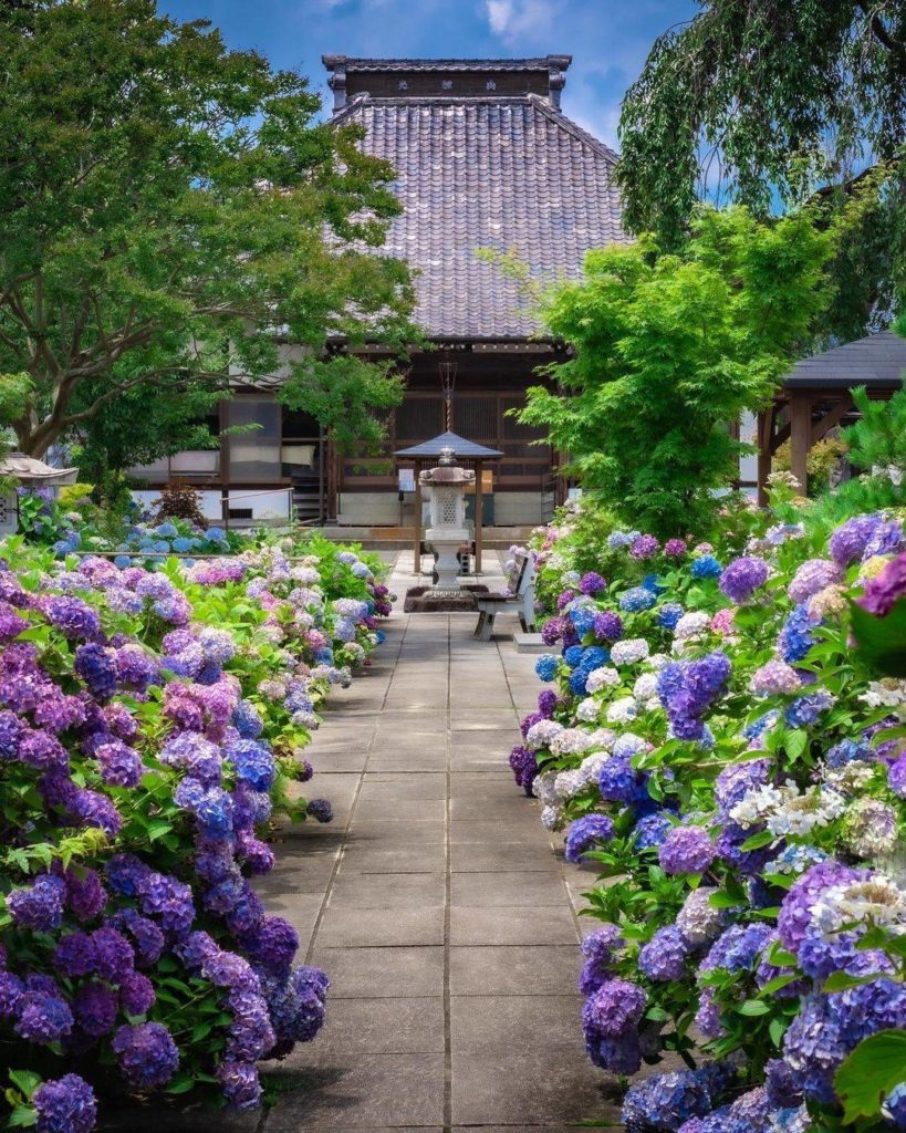Japan Travel: Gunma’s Shogenji Temple truly prides itself on its hydrangea gardens. The gate t… Gunma's Shogenji Temple truly prides itself on its hydrangea gardens. The gate t...