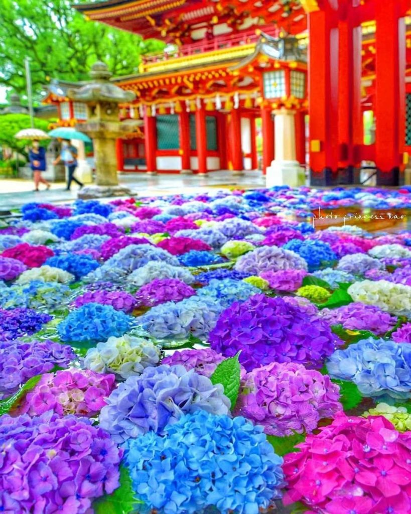 Nestled in a vivid palette
These brilliant and bright Ajisai (hydrangeas) are on...