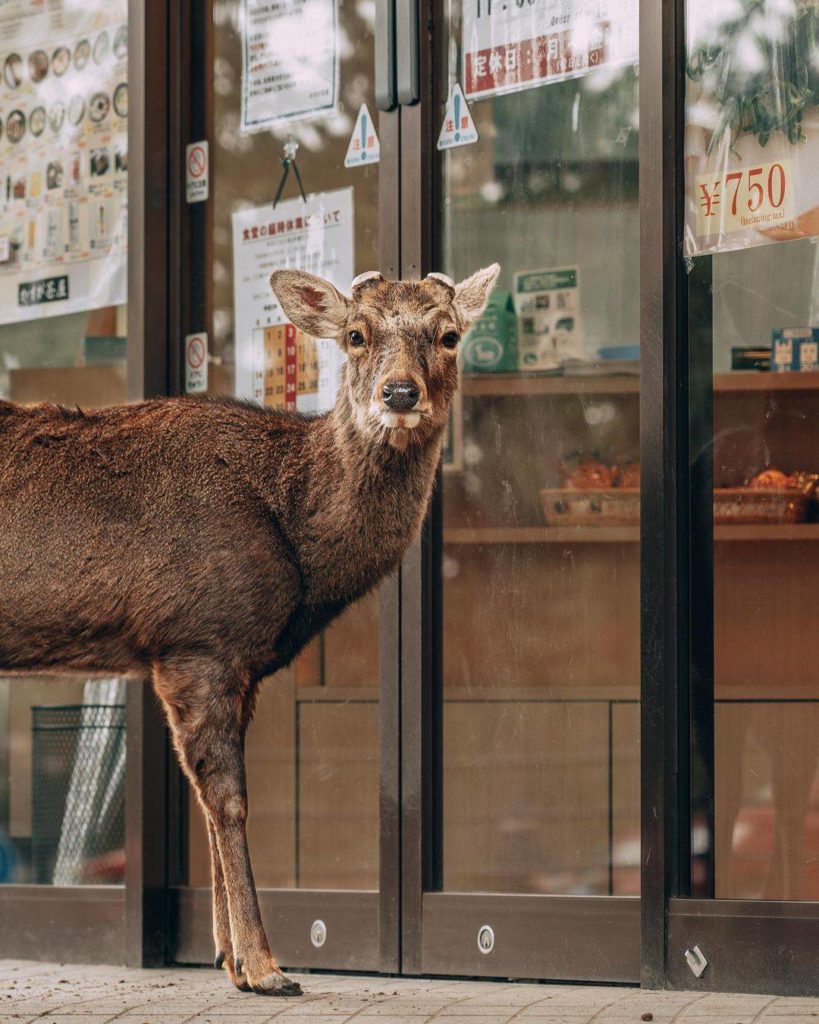Putting on one's best "don't look suspicious" face! 
: @kakarotto17
-----⁣⠀
Nar...