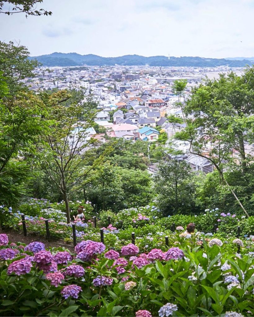 Visit Japan: Hasedera is one of the oldest temples in Kamakura and is a stunning spot to visi… Hasedera is one of the oldest temples in Kamakura and is a stunning spot to visi...