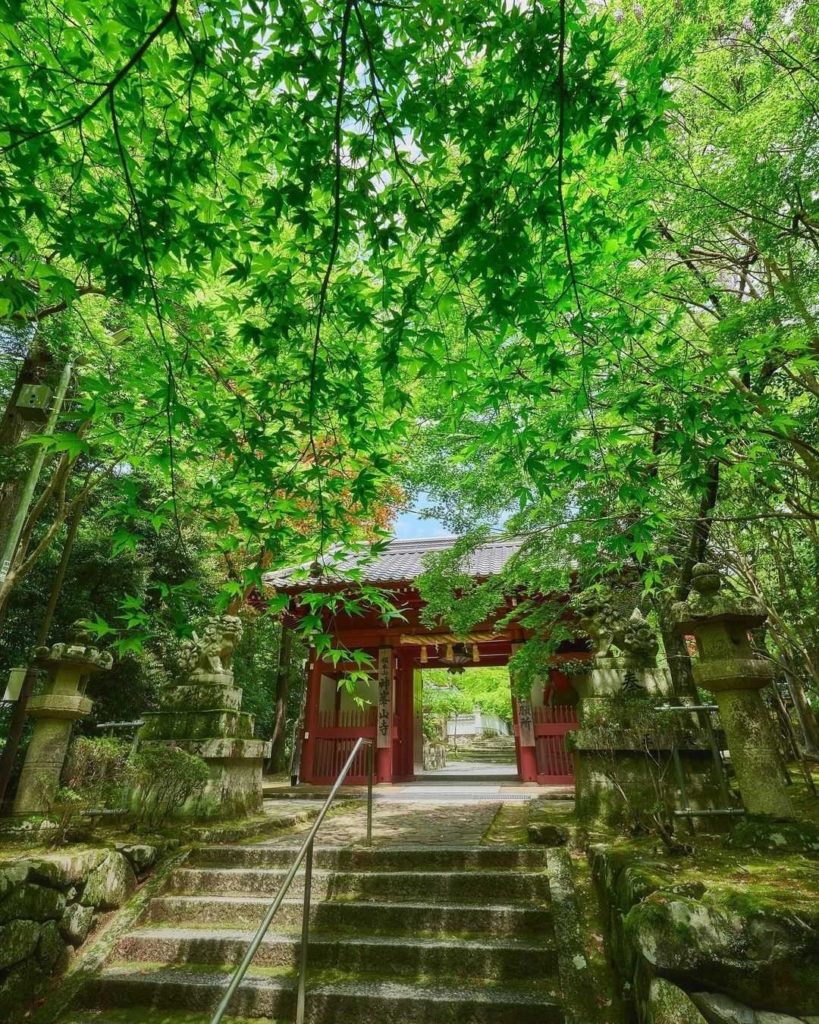 Visit Japan: Fresh green trees, ancient red gate
The green canopy seen here at the entrance … Fresh green trees, ancient red gate
The green canopy seen here at the entrance ...