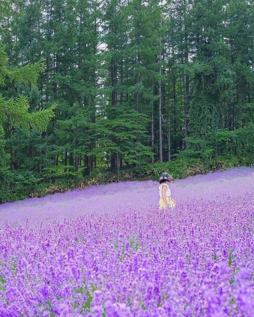Japan Travel: Hokkaido’s Farm Tomita comes alive with color during summer! From late June to e… Hokkaido's Farm Tomita comes alive with color during summer! From late June to e...
