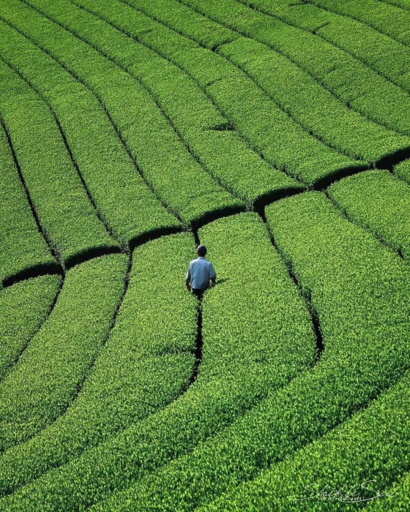 Visit Japan: In the fields of tea
These lush green tea leaves can be found at Yame Central Te… In the fields of tea
These lush green tea leaves can be found at Yame Central Te...