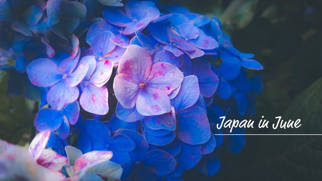 JUNE IN JAPAN – HYDRANGEA JUNE IN JAPAN - HYDRANGEA