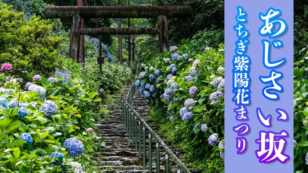 太平山 あじさい坂 | とちぎあじさいまつり2021 | 紫陽花の名所 | Mt. Ohira Hydrangea slope