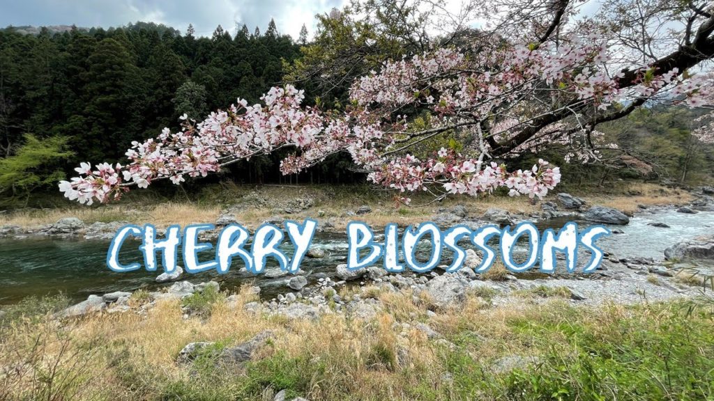 [Vlog] Mitake Keikoku Valley with Cherry Blossoms | Tokyo Sightseeing, Japan
