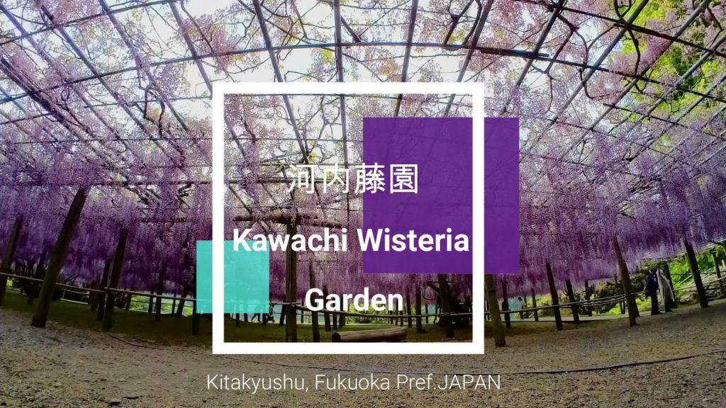 Kawachi Wisteria Garden Kitakyushu, Fukuoka Prefecture.JAPAN /河内藤園 Kawachi Wisteria Garden Kitakyushu, Fukuoka Prefecture.JAPAN /河内藤園