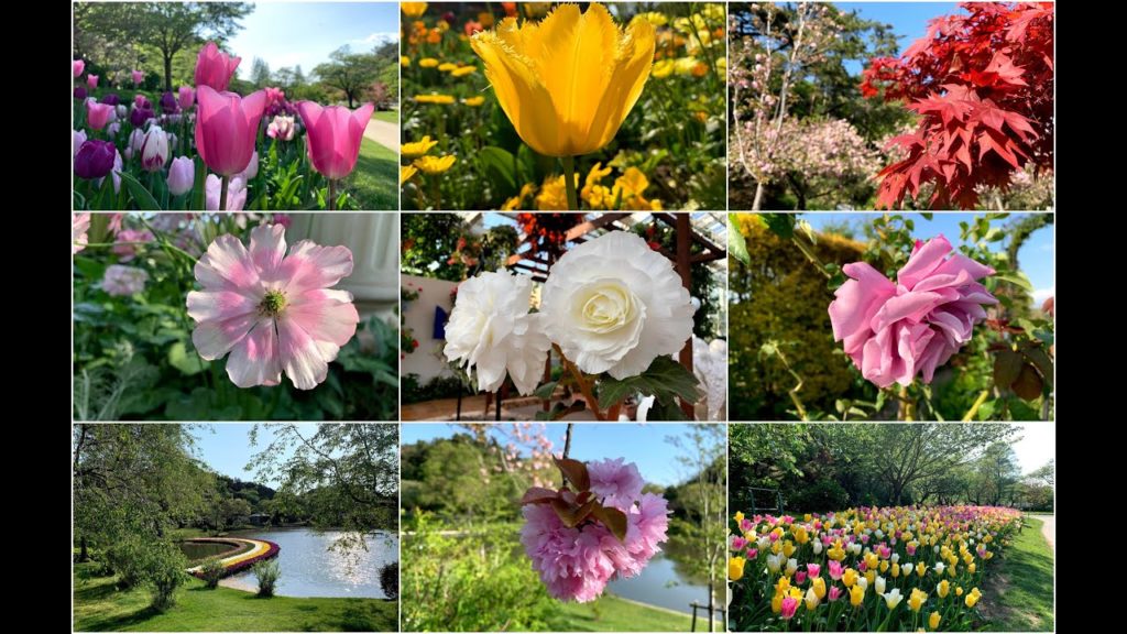 Nipiko #19 – Tham quan Hamamatsu Flower Park, Shizuoka Nipiko #19 - Tham quan Hamamatsu Flower Park, Shizuoka