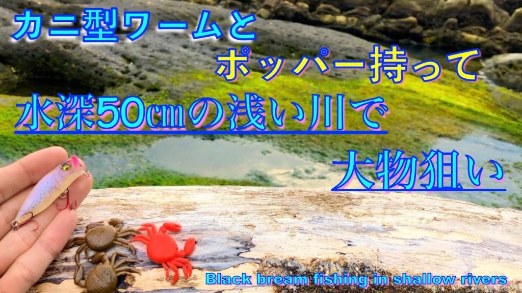 初夏の浅い川でワームとポッパーでチニングしてきた話【Fishing for black sea bream in shallow rivers in Japan】 初夏の浅い川でワームとポッパーでチニングしてきた話【Fishing for black sea bream in shallow rivers in Japan】