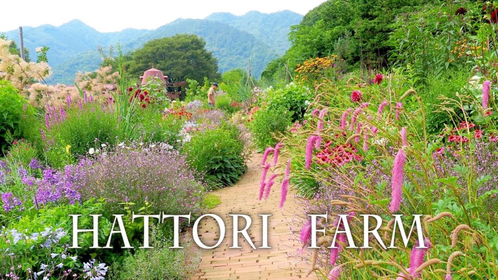 Herb Gardens of Hattori Farm in Kanagawa. How many types are there?  服部牧場 #宿根草 #オープンガーデン #4K