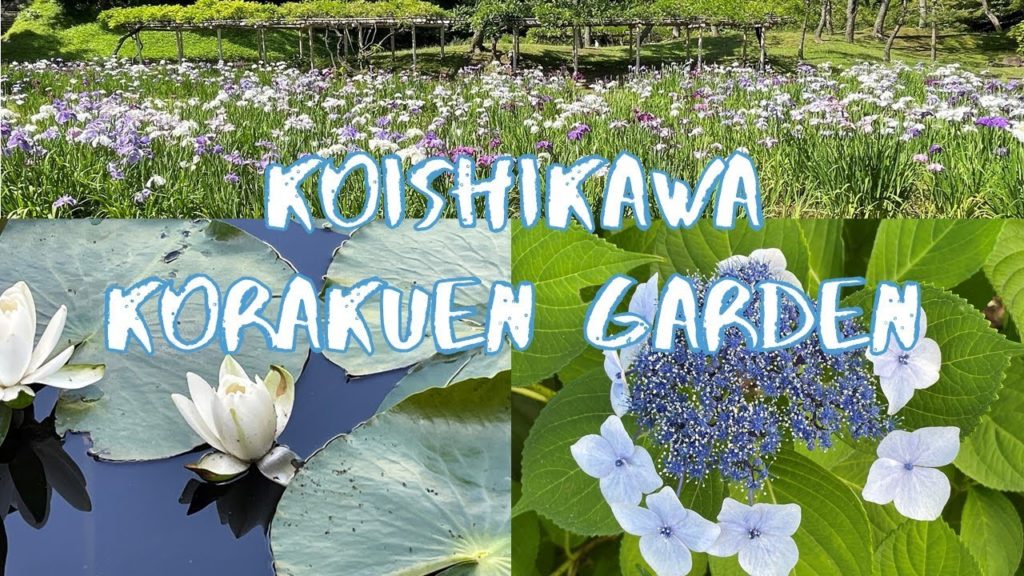 [Vlog] Koishikawa Korakuen Garden with Hydrangeas and Japanese Irises | Tokyo Sightseeing, Japan