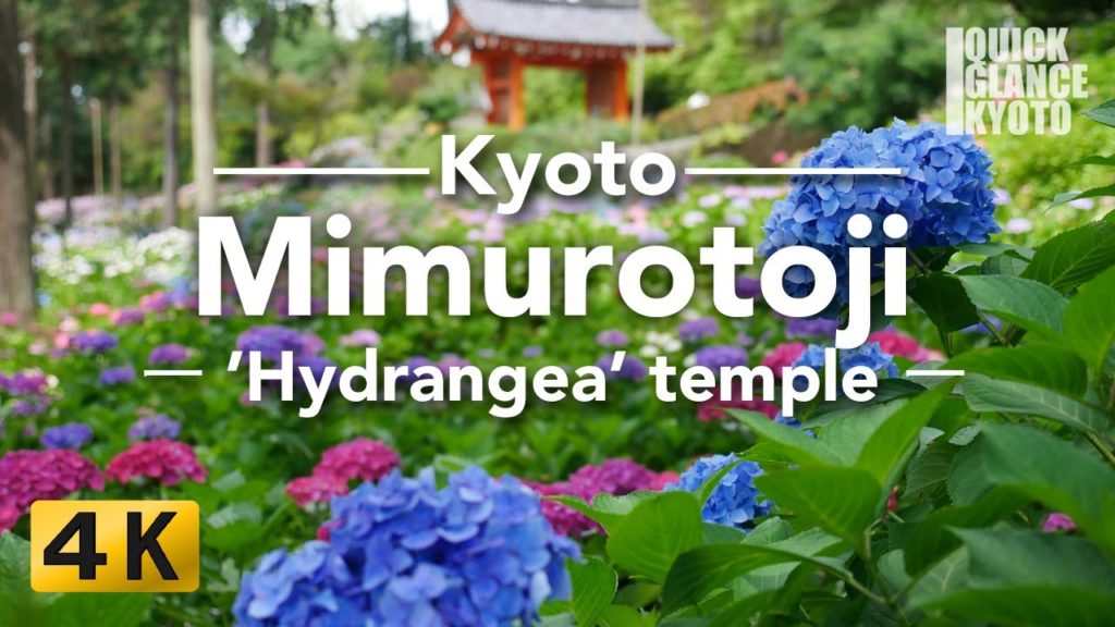三室戸寺: Mimurotoji Temple (Small Travel Guide to Kyoto, Japan) 4K 三室戸寺: Mimurotoji Temple (Small Travel Guide to Kyoto, Japan) 4K
