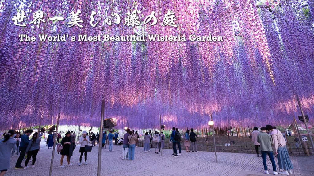 The World's Most Beautiful Wisteria Garden【Ashikaga Flower Park 2021】 | 4K