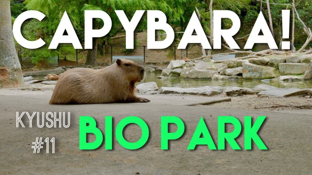 水豚君！😍 CAPYBARA overload at Nagasaki BIO PARK! (KYUSHU 2017.9 travel vlog #11)