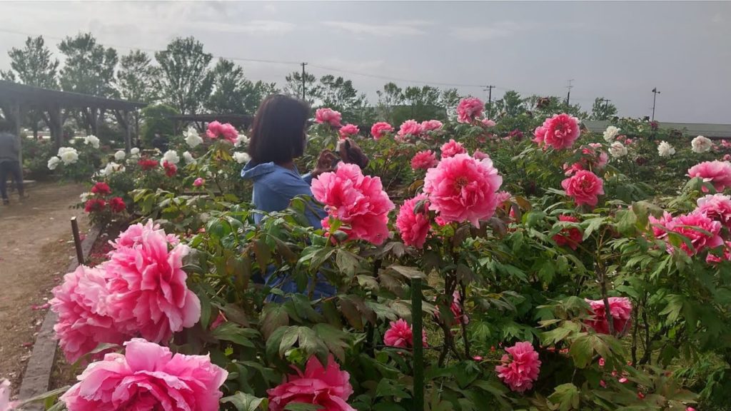 Flowers Garden with Great Natures සුන්දර පරිසරයක් හැඩගන්වන අපුරැ මල් උයනක්  偉大な自然と共に生きているボタンの花々(五泉) Flowers Garden with Great Natures සුන්දර පරිසරයක් හැඩගන්වන අපුරැ මල් උයනක්  偉大な自然と共に生きているボタンの花々(五泉)