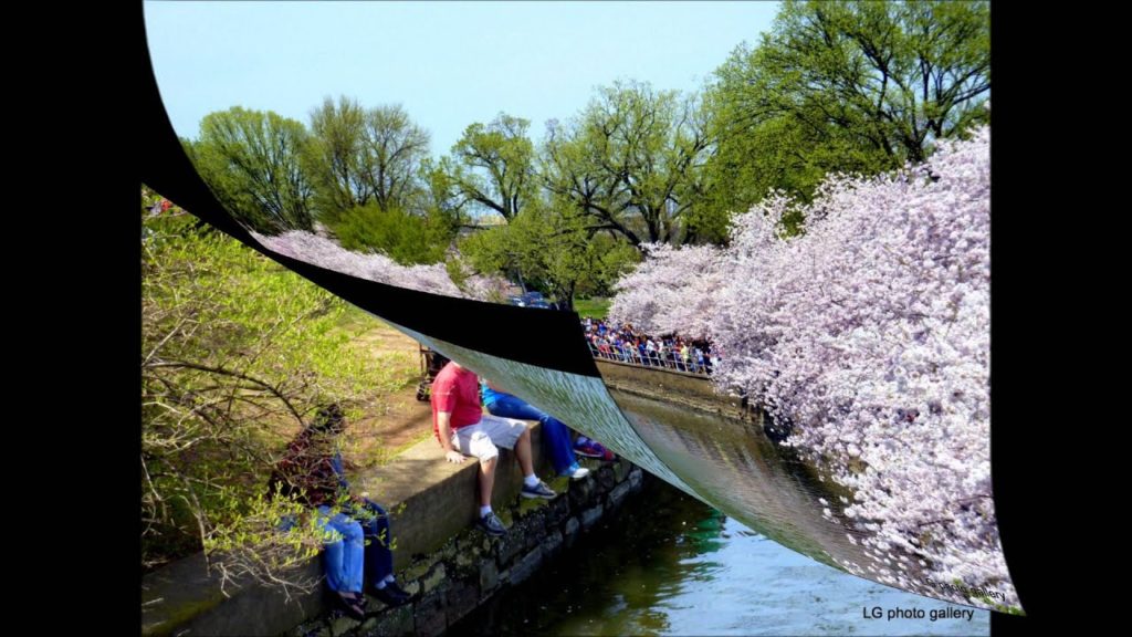 Cherry Blossom in Washington, DC – April 12, 2014 Cherry Blossom in Washington, DC - April 12, 2014