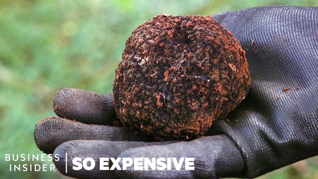 Why Real Truffles Are So Expensive | So Expensive Why Real Truffles Are So Expensive | So Expensive