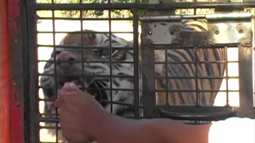 Zoobic Safari - See Tigers Up Close - WOW Philippines Travel Agency