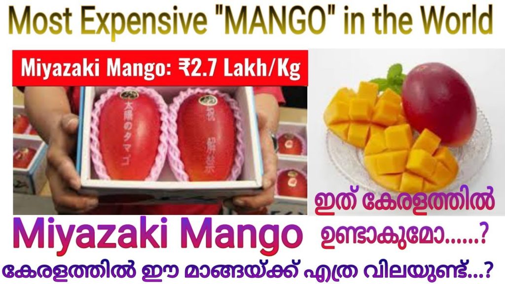 ലക്ഷങ്ങൾ വിലവരുന്ന മാങ്ങ🥭 സത്യം എന്താണ്, World's Most Expensive MANGO Miyazaki Mango Japan #miyazaki