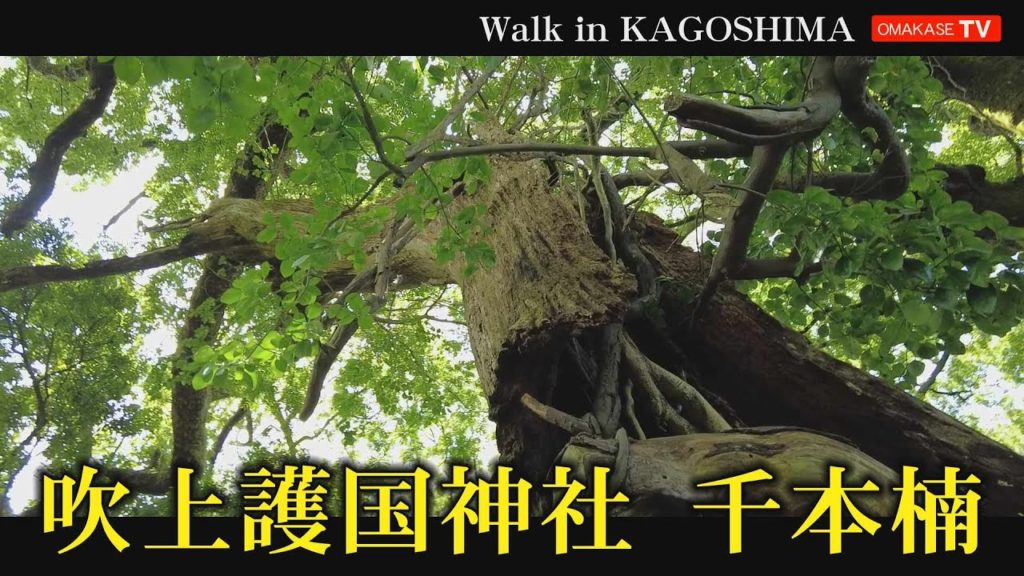 Walk in japan 吹上護国神社 千本楠 市指定天然記念物樹齢800年 からいも標準語 Walk in Kagoshima おまかせテレビ Walk in japan 吹上護国神社 千本楠 市指定天然記念物樹齢800年 からいも標準語 Walk in Kagoshima おまかせテレビ