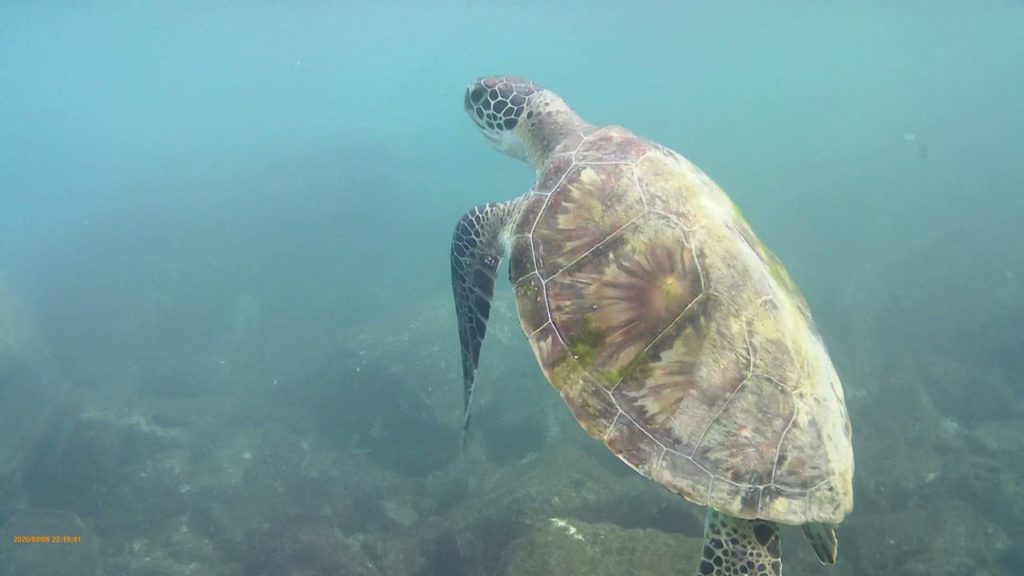 VLOG#42 Fujairah Snorkeling with Sea-turtles and many fishes...🐟  UAE Traveling Highlights in Summer