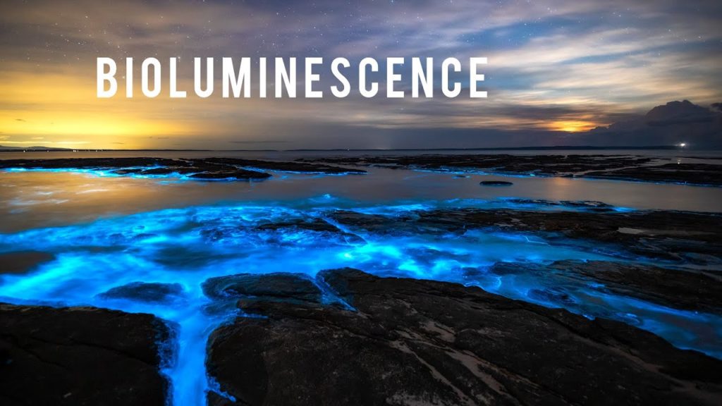 Incredible Bioluminescence in Australia Incredible Bioluminescence in Australia