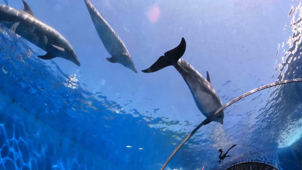 Hakkeijima sea paradise - Part 2 | Tamil Vlog | Indian On Travel Mode | Japan