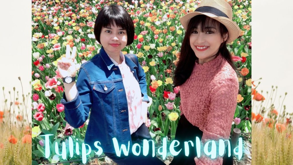Tulips Wonderland | Kiso Sansen Park Center | Gifu, Japan