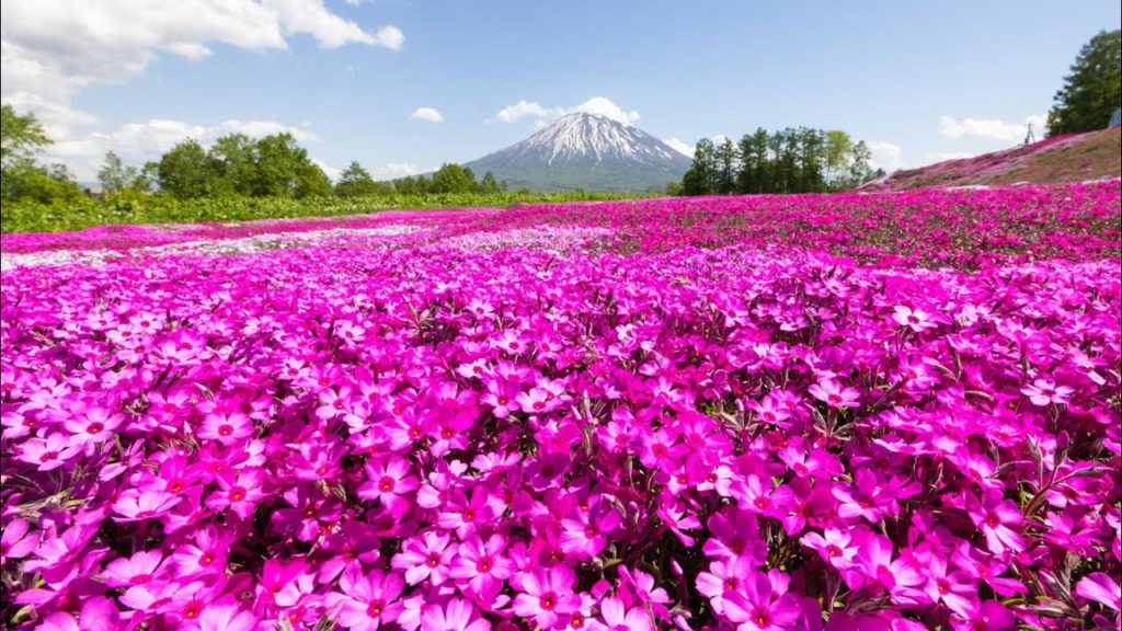 Mishima Garden - Niseko Virtual Tour