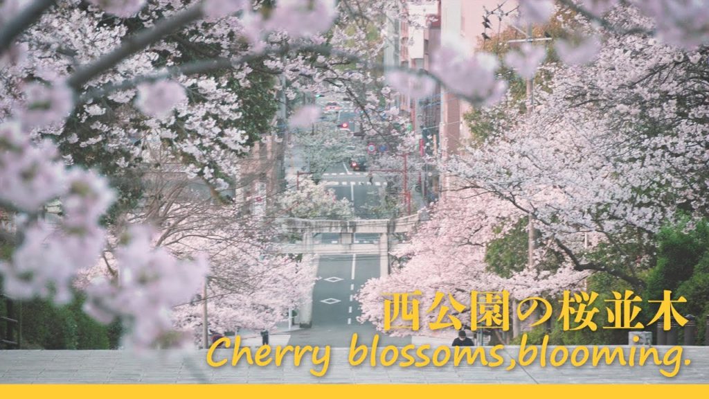 Spring Mana blooms!Cherry blossoms in Fukuoka.(Japan Travel Video/Sony A6400)春、満開！福岡西公園の桜 2021