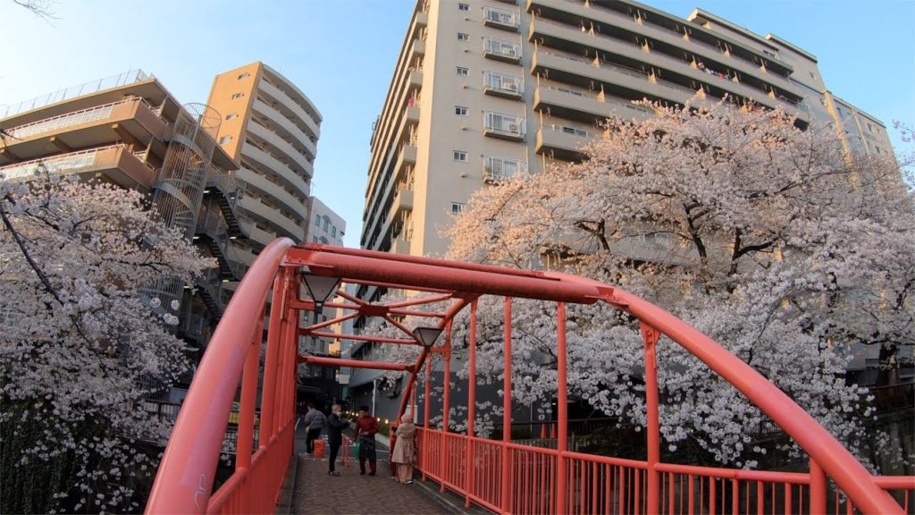 vlog 4k Travel to Tokyo Meguro River Cherry Blossom Viewing Walk in Japan