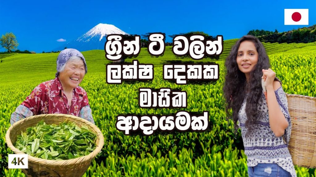 චූටි ආච්චිගේ ග්‍රීන් තේ ෆැක්ටේරිය | HOW TO MAKE JAPANESE GREEN TEA | 日本の緑茶 | Hithumathe JAPAN |4K