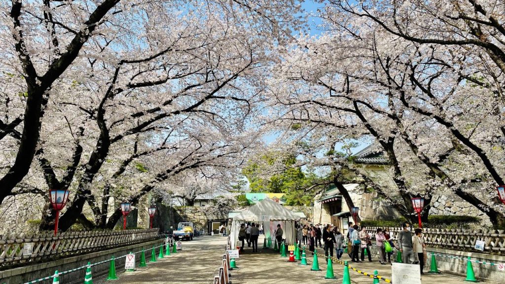 [4K] Japan Walking Tour - Beautiful Cherry Blossom at Nagoya Castle
