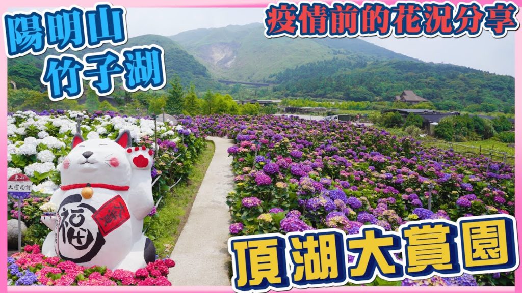 2021 陽明山竹子湖繡球花 – 頂湖大賞園繡球花 I 遠眺小油坑美景 I 招財貓及繡球花小路 I 疫情爆發前的繡球花況 2021 陽明山竹子湖繡球花 - 頂湖大賞園繡球花 I 遠眺小油坑美景 I 招財貓及繡球花小路 I 疫情爆發前的繡球花況
