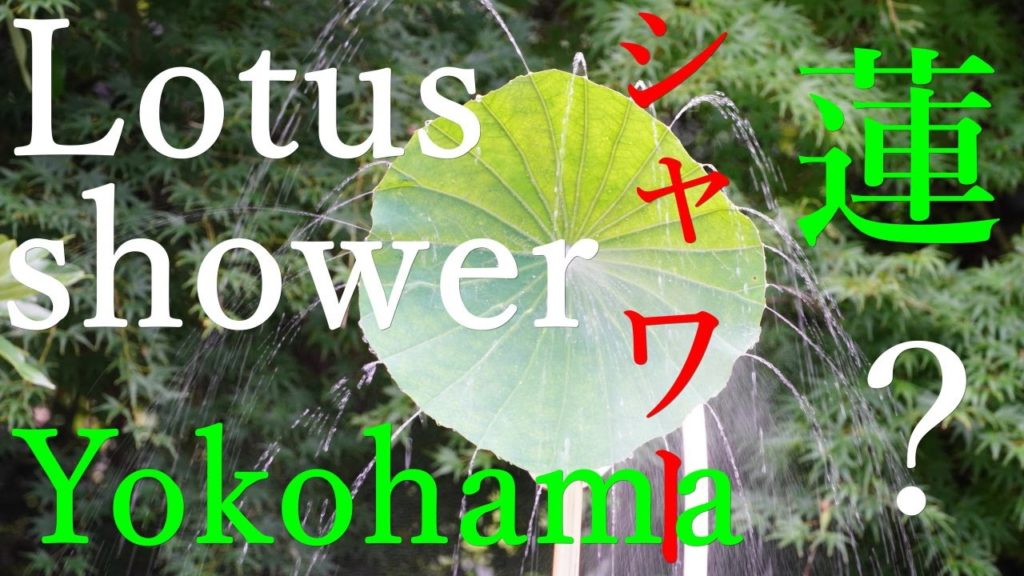 横浜の三渓園の蓮の葉シャワー Yokohama lotus leaf shower full of refreshing feeling 蓮の花 japan travel