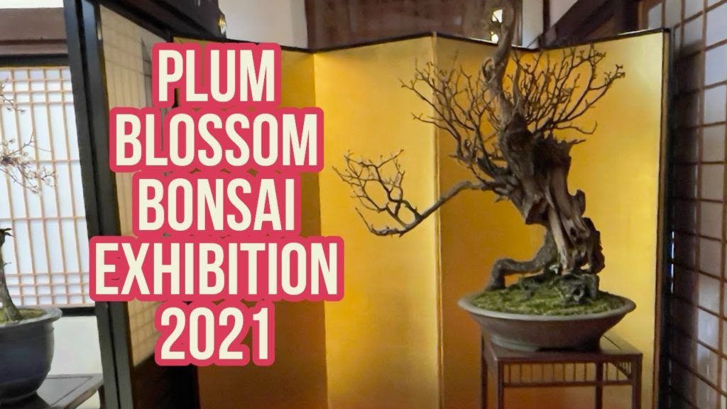 Plum Blossom Bonsai Exhibition, Osaka, Japan