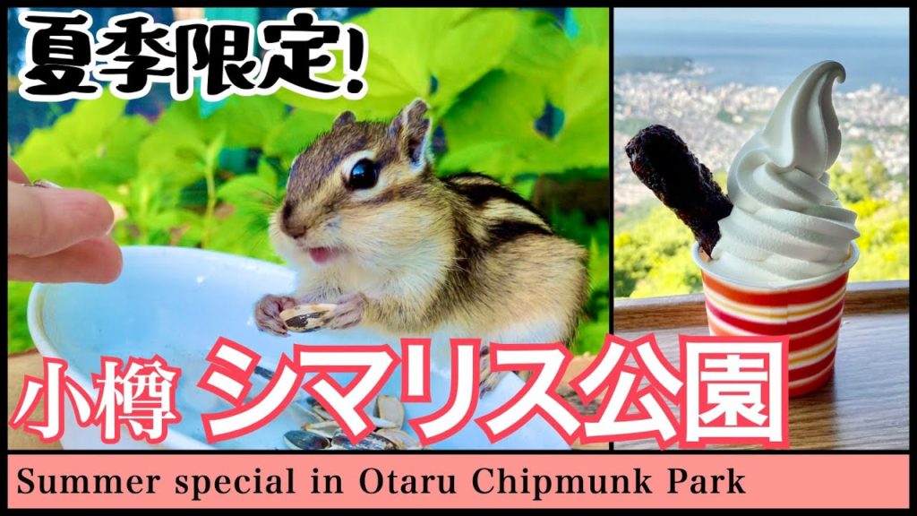 【北海道観光】小樽天狗山のシマリス公園で、リスさん達と仲良くなる方法(夏の小樽観光)