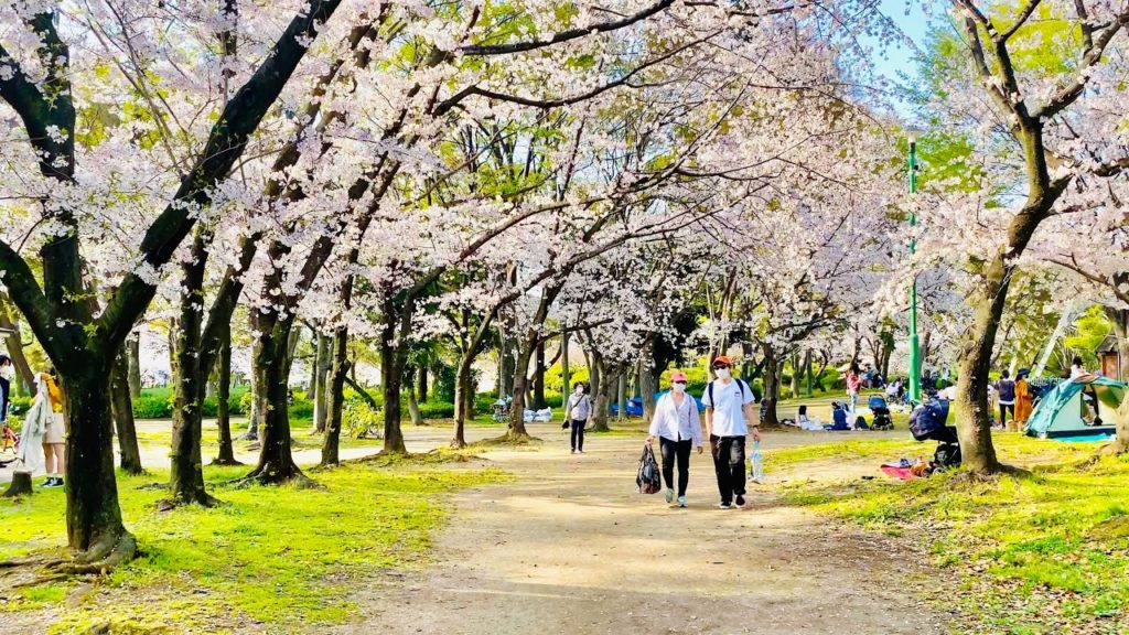 [4K] Japan Walking Tour - Beautiful Cherry Blossom at Meijo Park, Nagoya