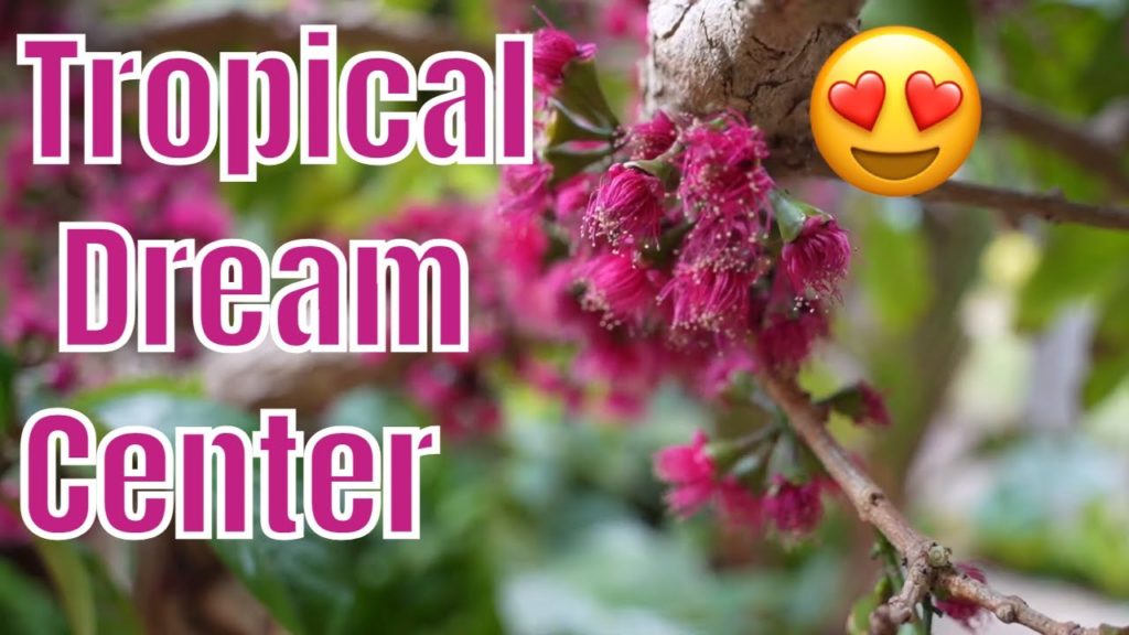 TROPICAL DREAM CENTER Okinawa Japan Cinematic Vlog BEAUTIFUL FLOWERS OF OKINAWA JAPAN Solo Travel TROPICAL DREAM CENTER Okinawa Japan Cinematic Vlog BEAUTIFUL FLOWERS OF OKINAWA JAPAN Solo Travel