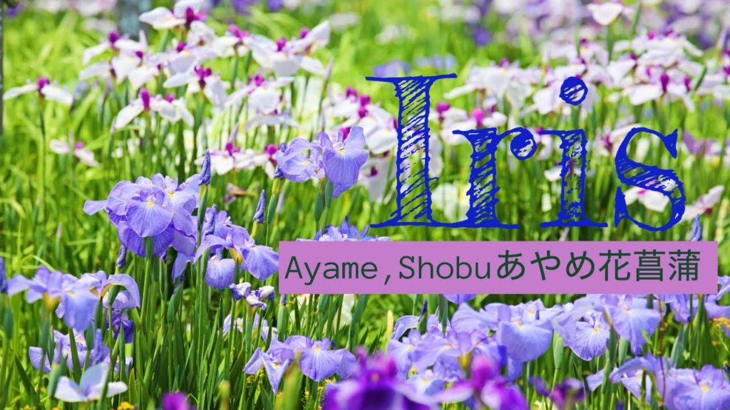 THE JOURNEY OF FLOWERS 13(IRIS GARDEN CHIBA) THE JOURNEY OF FLOWERS 13(IRIS GARDEN CHIBA)