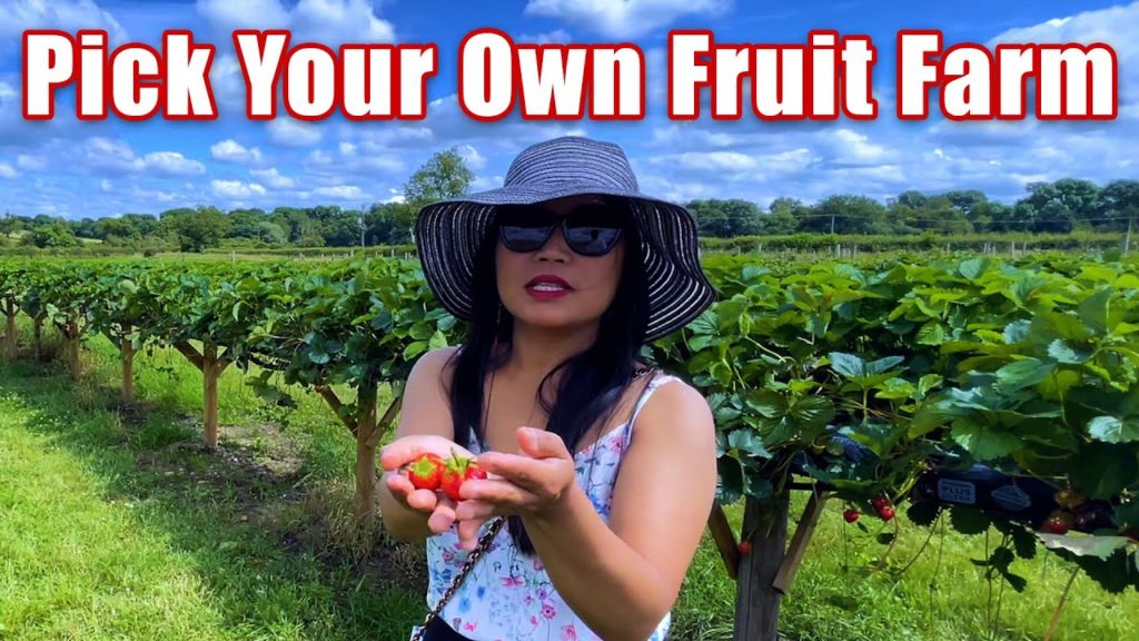 TRAVEL VLOG || STRAWBERRY FIELDS || PICK YOUR OWN FRUIT FARM || FILIPINA IN UK