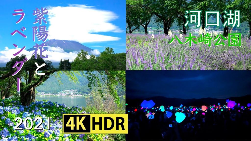 2021 八木崎公園の紫陽花とラベンダー(4K-HDR) Hydrangea & Lavender At Lake Kawaguchi Yagizaki Park(UHD-HDR)