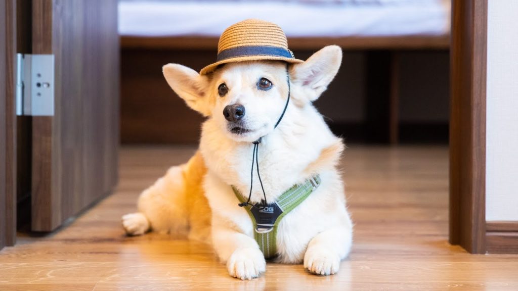 A Dogs Life in Niseko A Dogs Life in Niseko