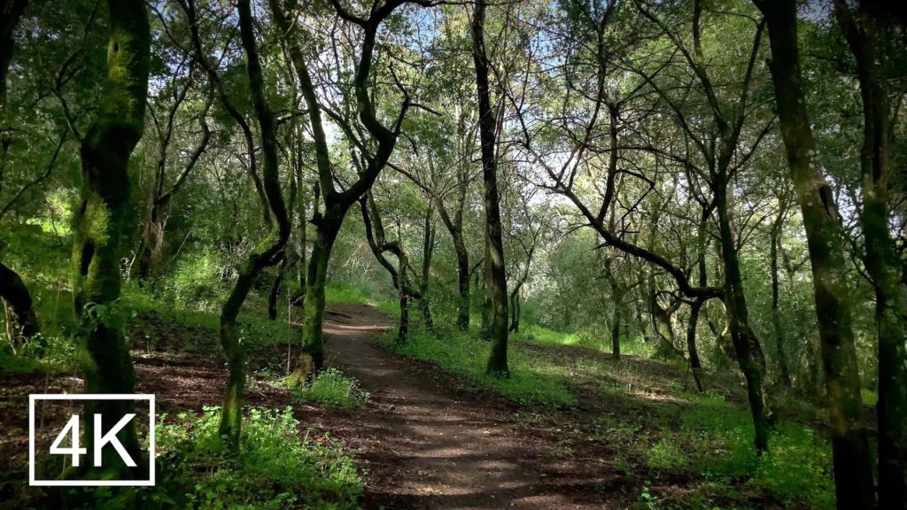 4K Walking in Lisbon - Windy Morning at Quinta das Conchas Park  - Winter Tour 360º Binaural Audio