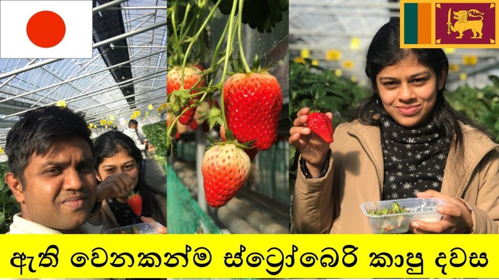 A Day on a Japanese Strawberry Farm  - Strawberry Picking in Japan - いちご狩り - ජපානයේ ස්ටොබෙරි කැඩීම.