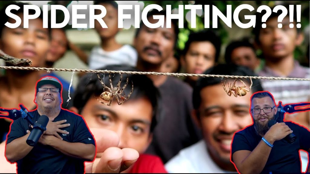 Philippines Spider Fighting?! | Kaka Fighting | Americans React Philippines Spider Fighting?! | Kaka Fighting | Americans React