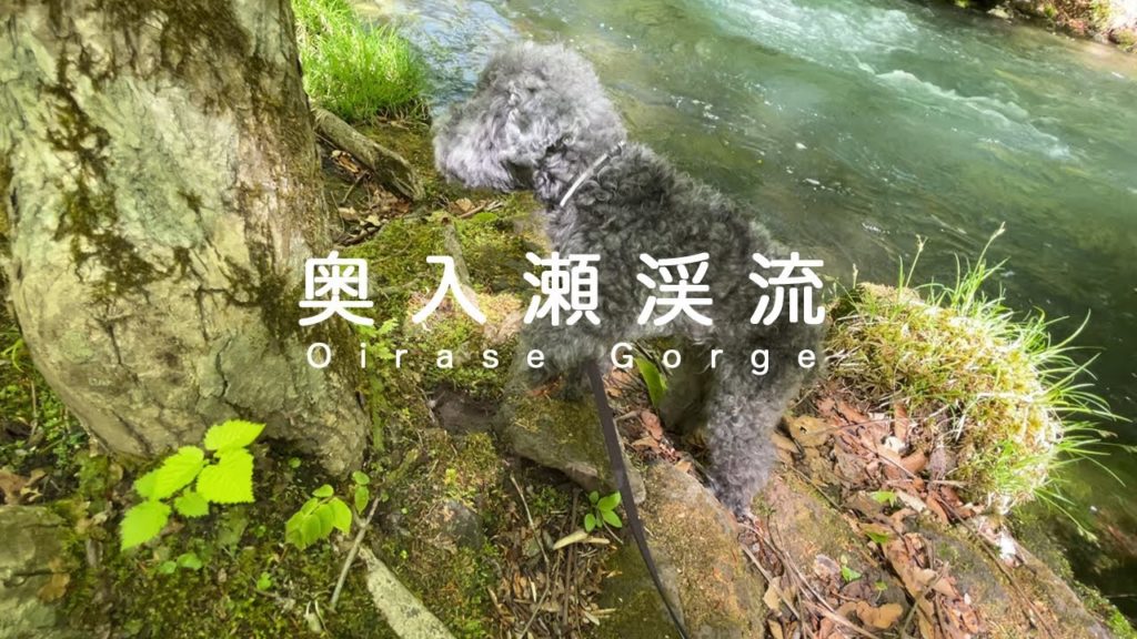 奥入瀬渓流| 星野リゾート奥入瀬渓流ホテル Oirase Stream