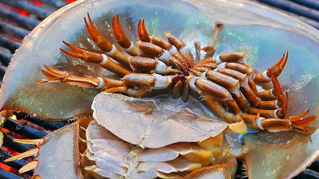 Thailand Street Food - HORSESHOE CRAB EGGS