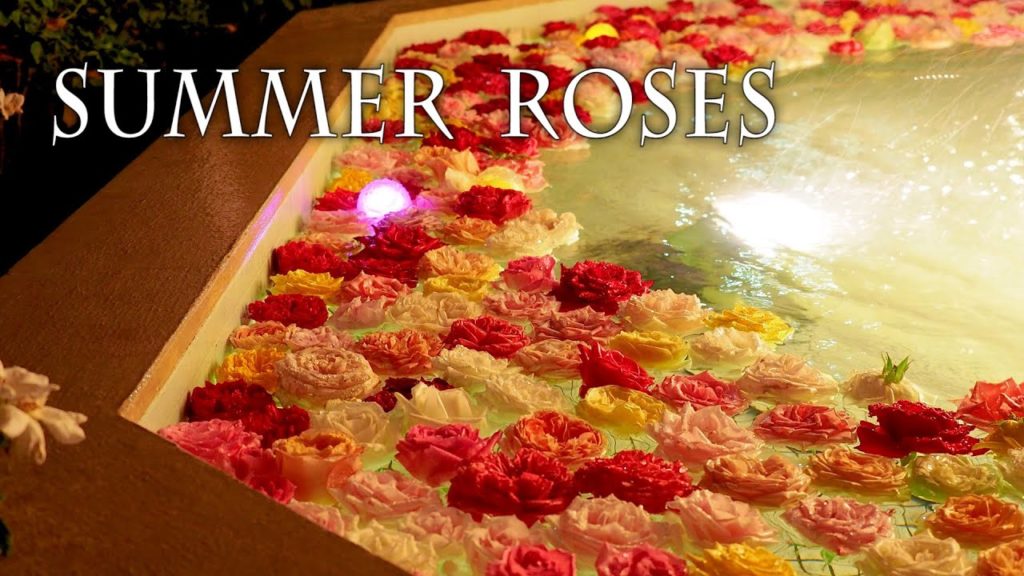 Summer Roses of Keisei Rose Garden 2021 in a sudden shower. 京成バラ園 #4K Summer Roses of Keisei Rose Garden 2021 in a sudden shower. 京成バラ園 #4K